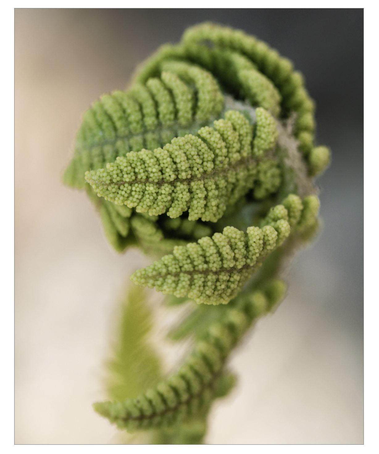 Budding Fern