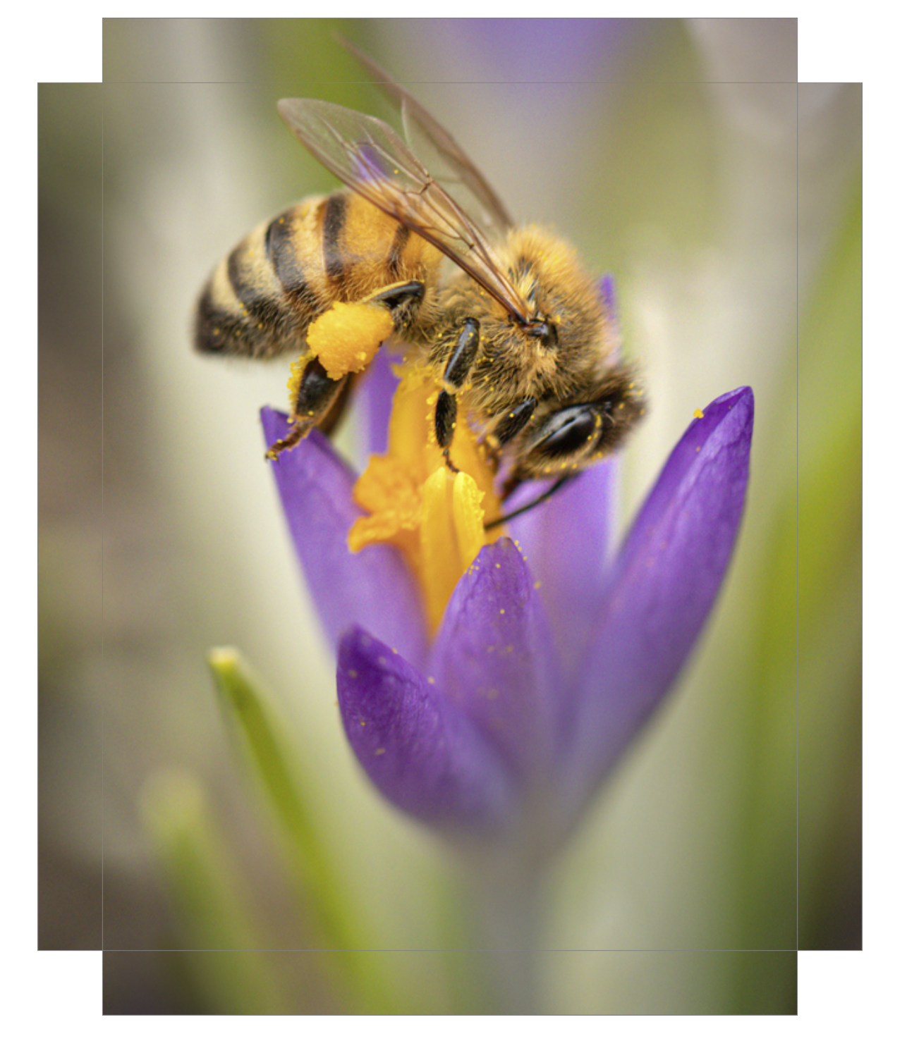 Crocus Pocus