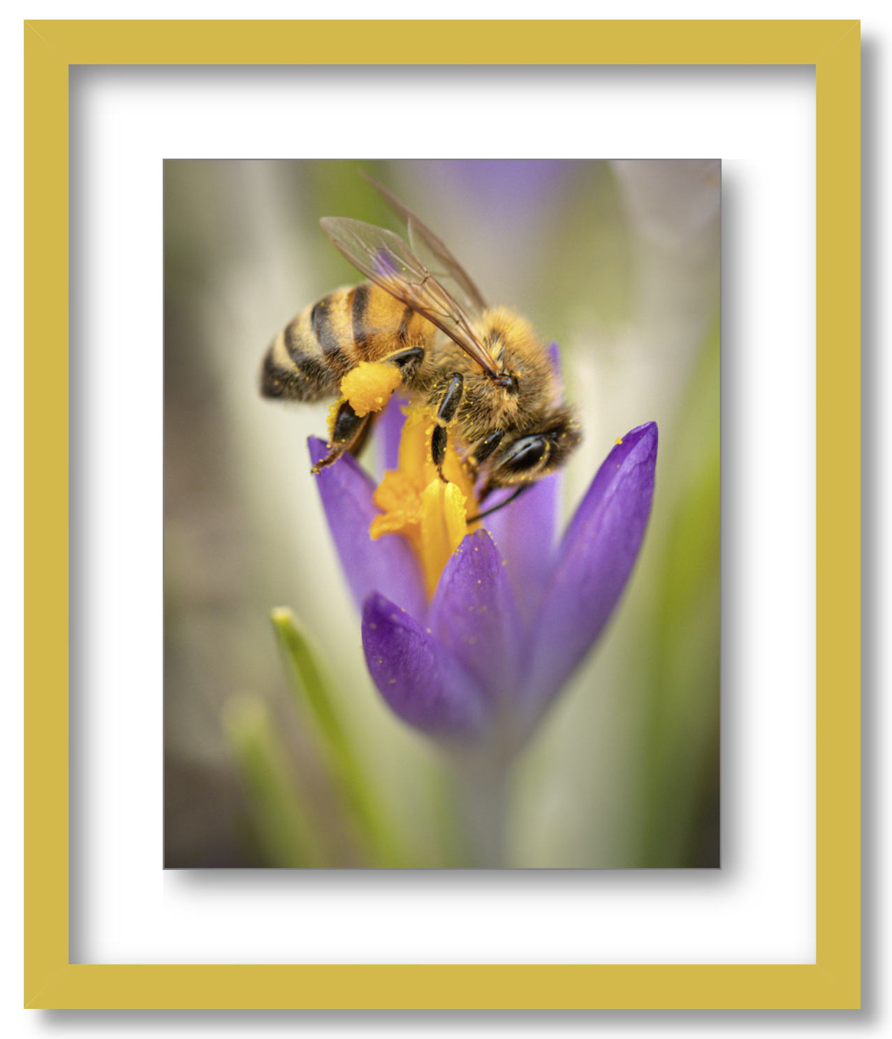 Crocus Pocus