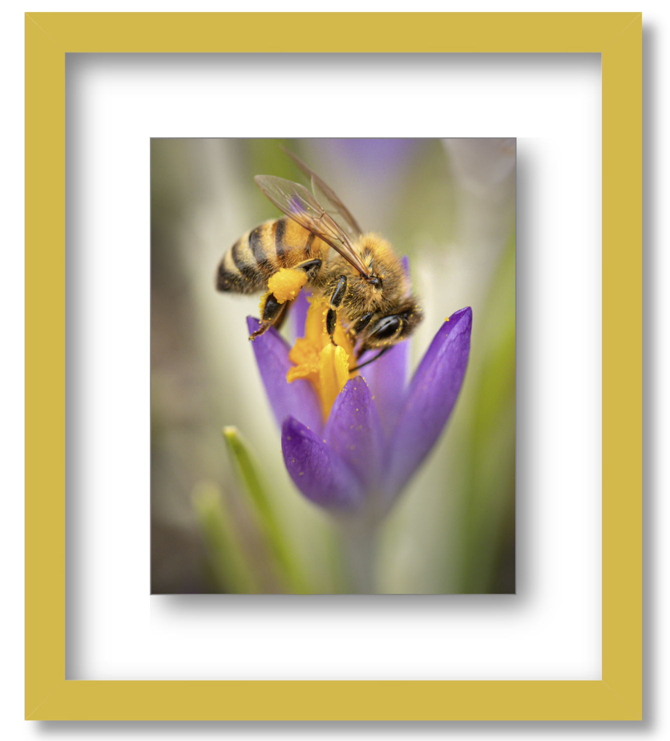 Crocus Pocus