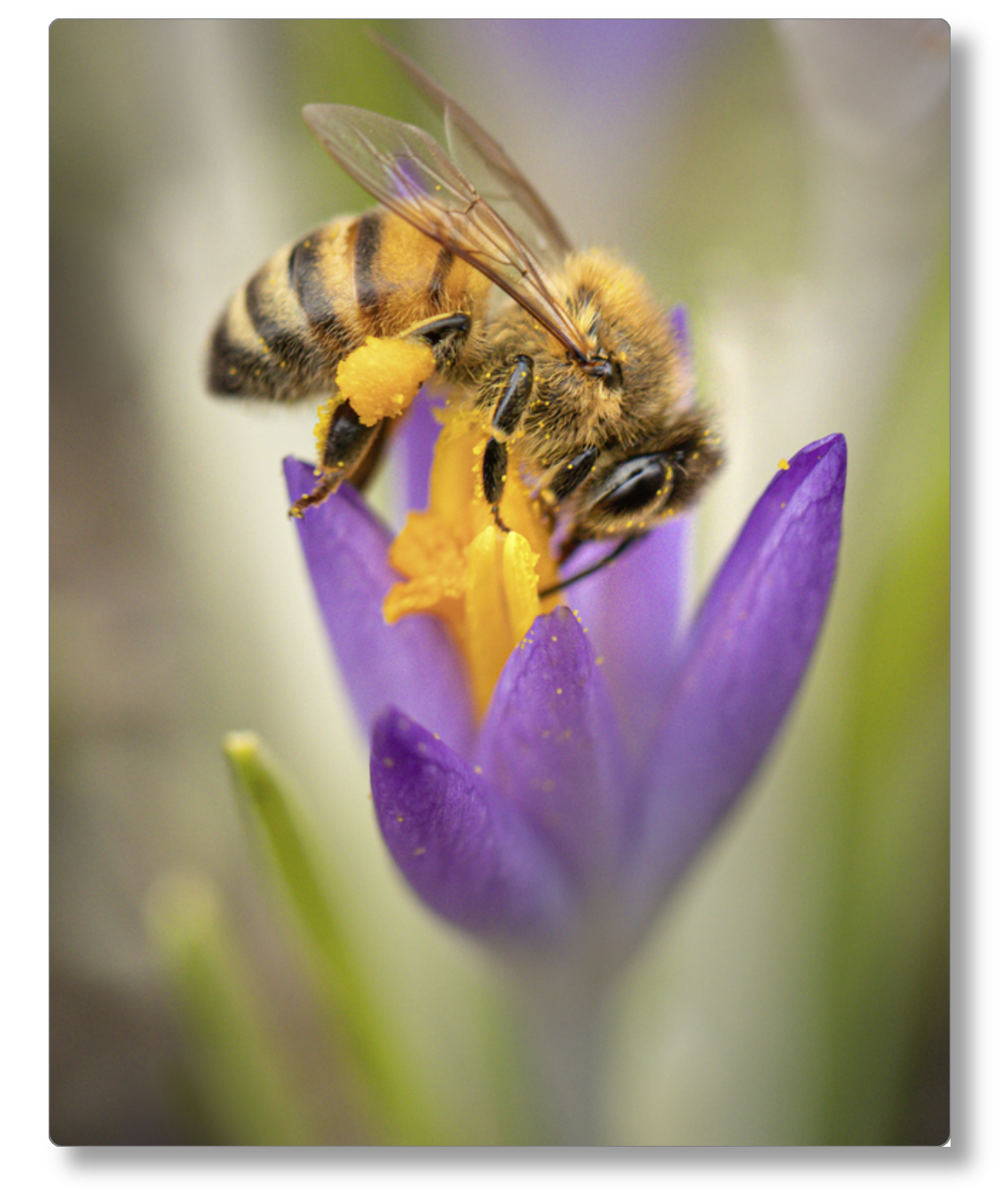 Crocus Pocus