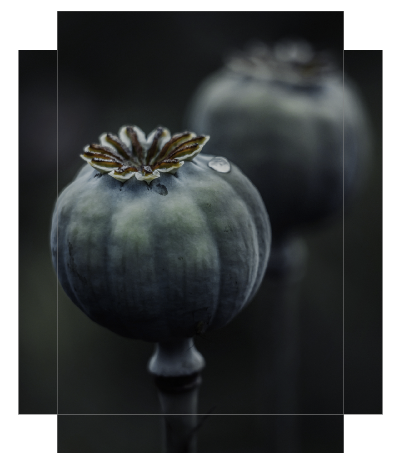 Dark Macro Magic
