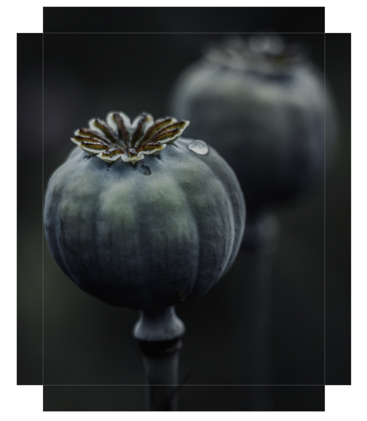 Dark Macro Magic