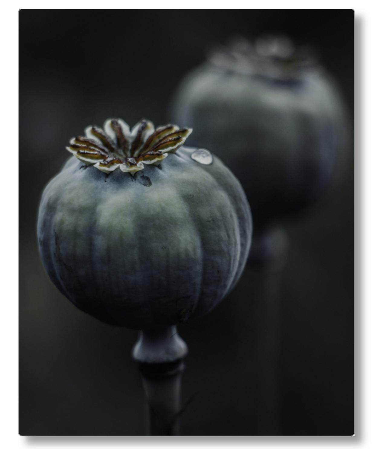 Dark Macro Magic
