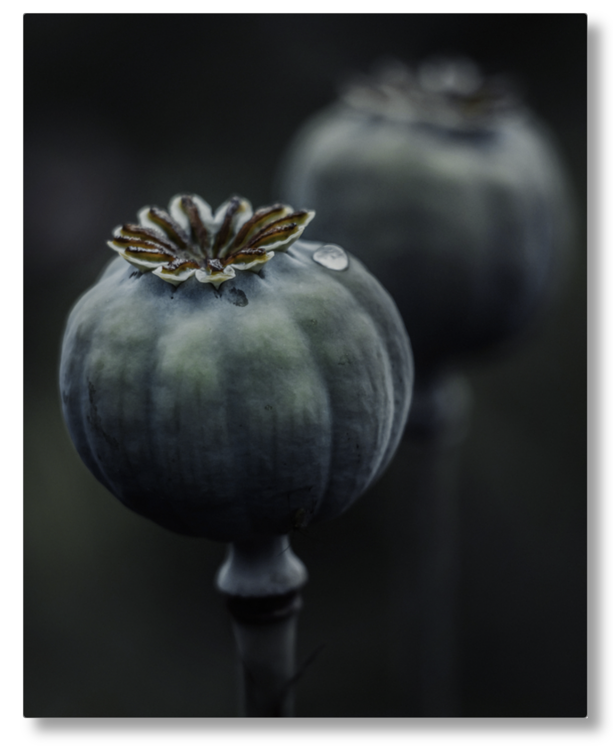 Dark Macro Magic