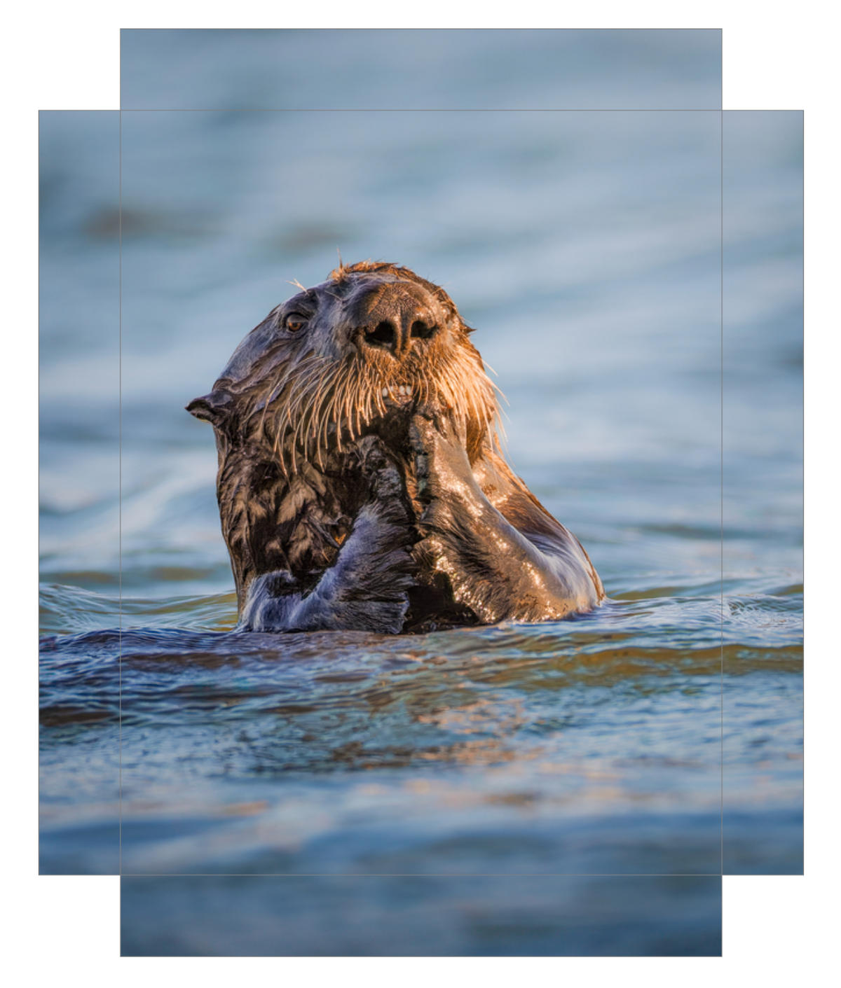 Slough Frame 'Elkhorn Slough Sea Otter' – FilledFrame