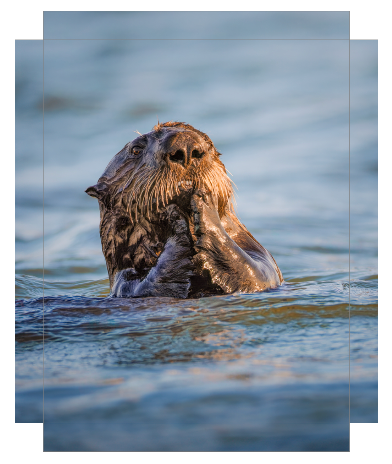 'Elkhorn Slough Sea Otter'