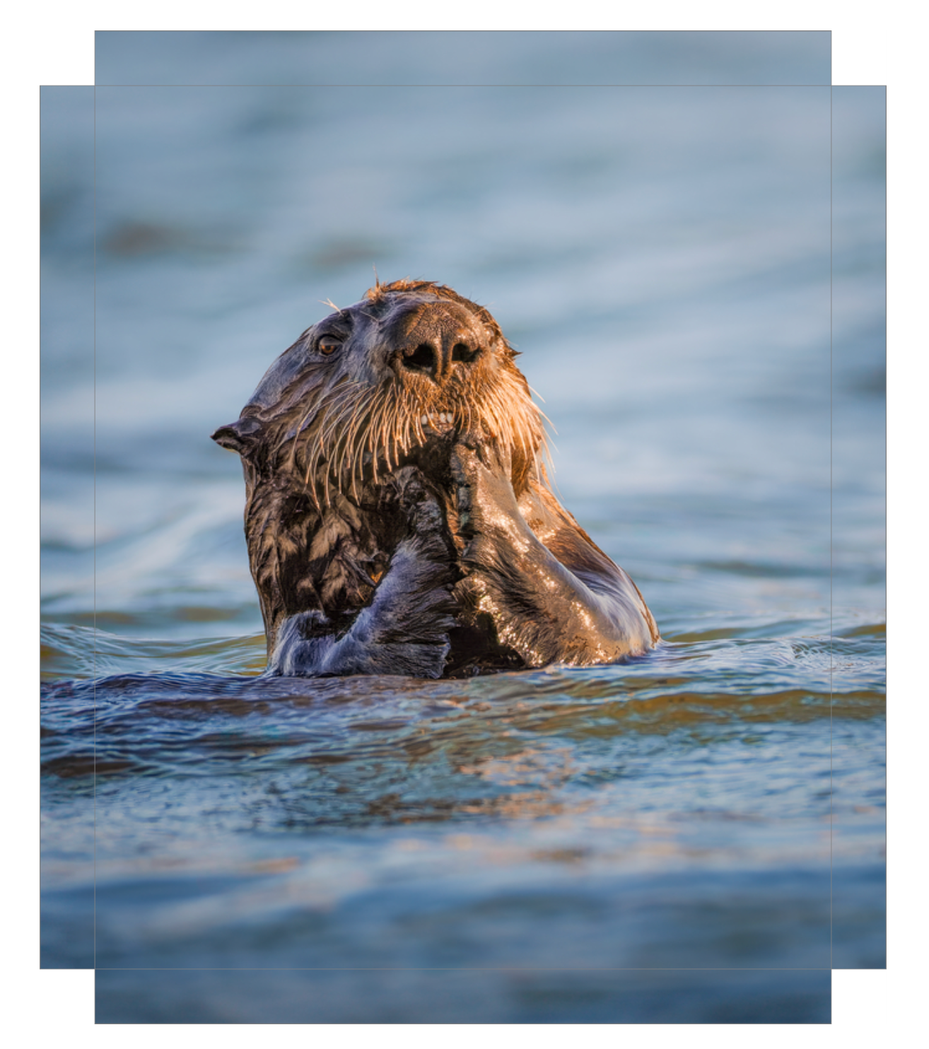 'Elkhorn Slough Sea Otter'