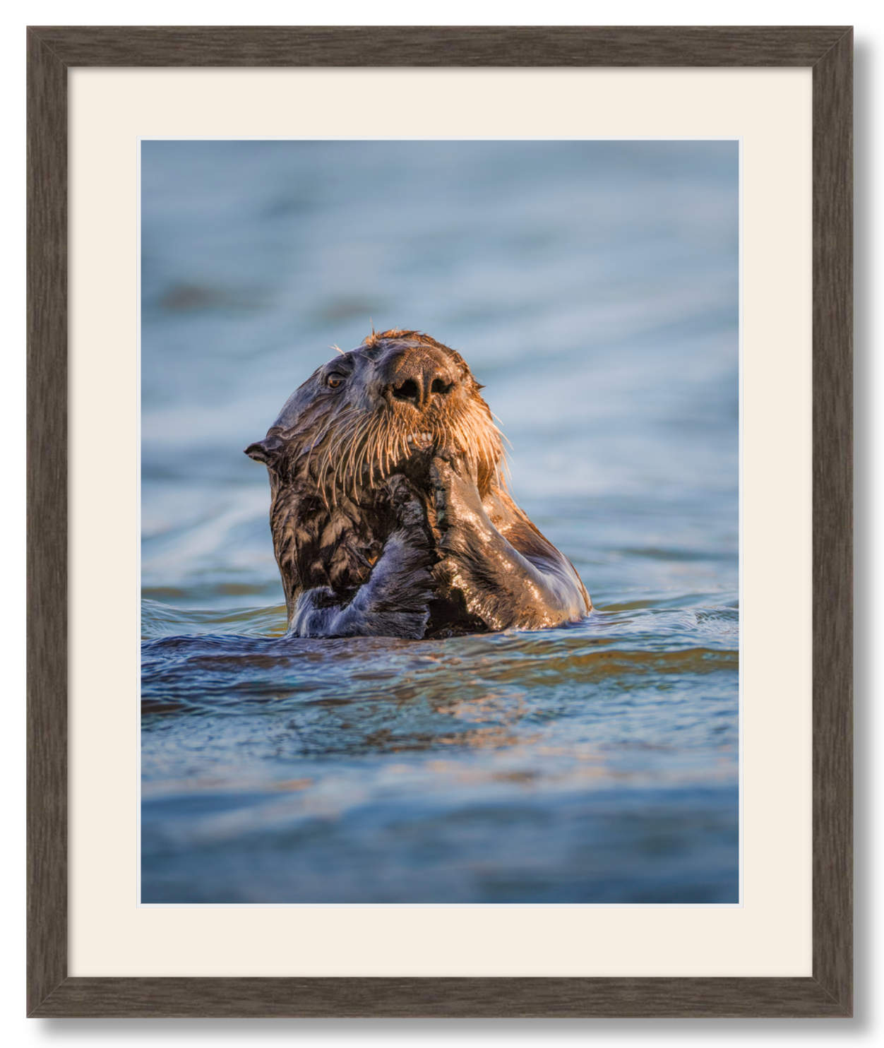 'Elkhorn Slough Sea Otter'