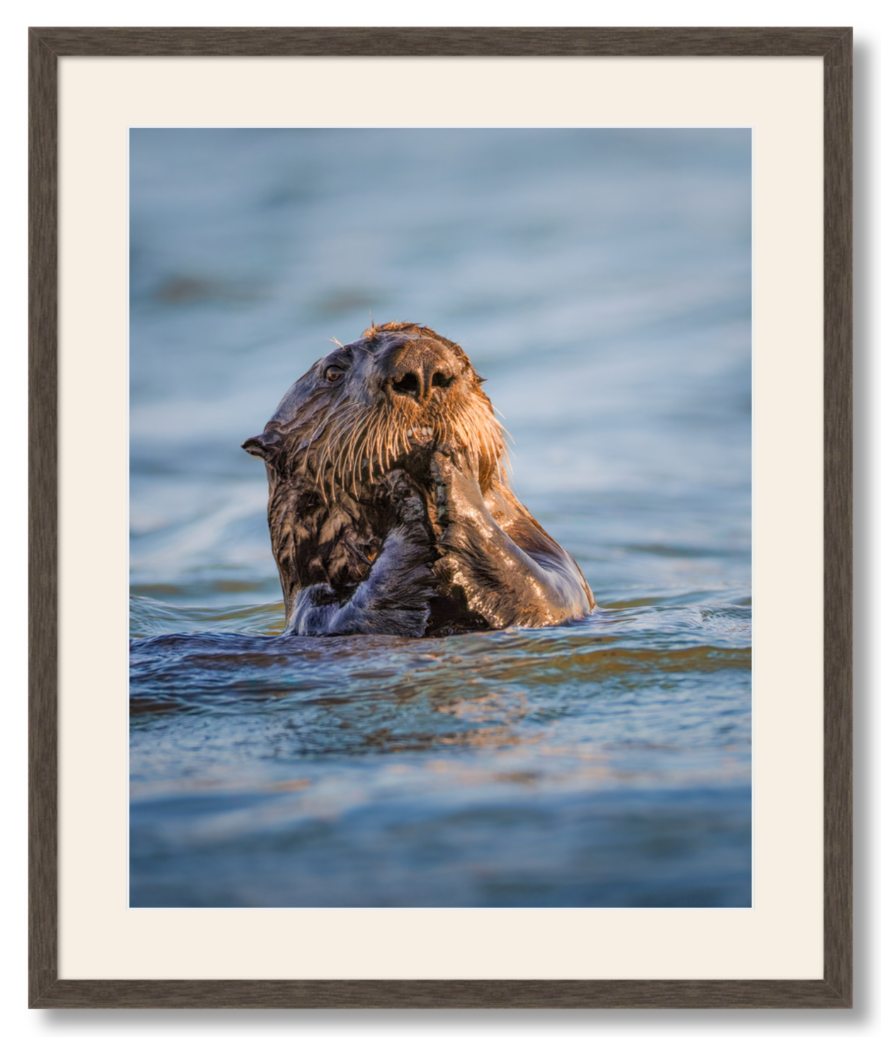 'Elkhorn Slough Sea Otter'