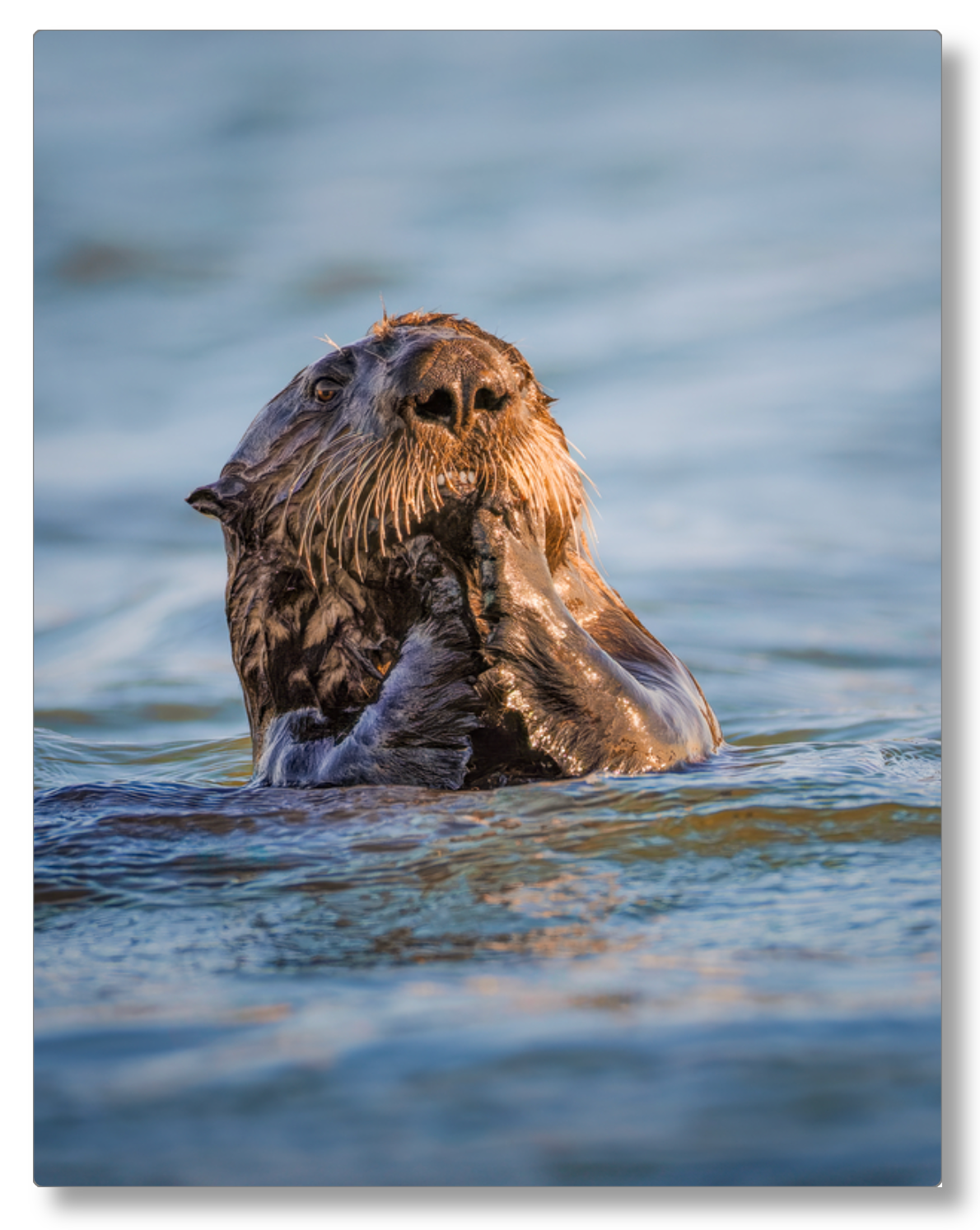 'Elkhorn Slough Sea Otter'