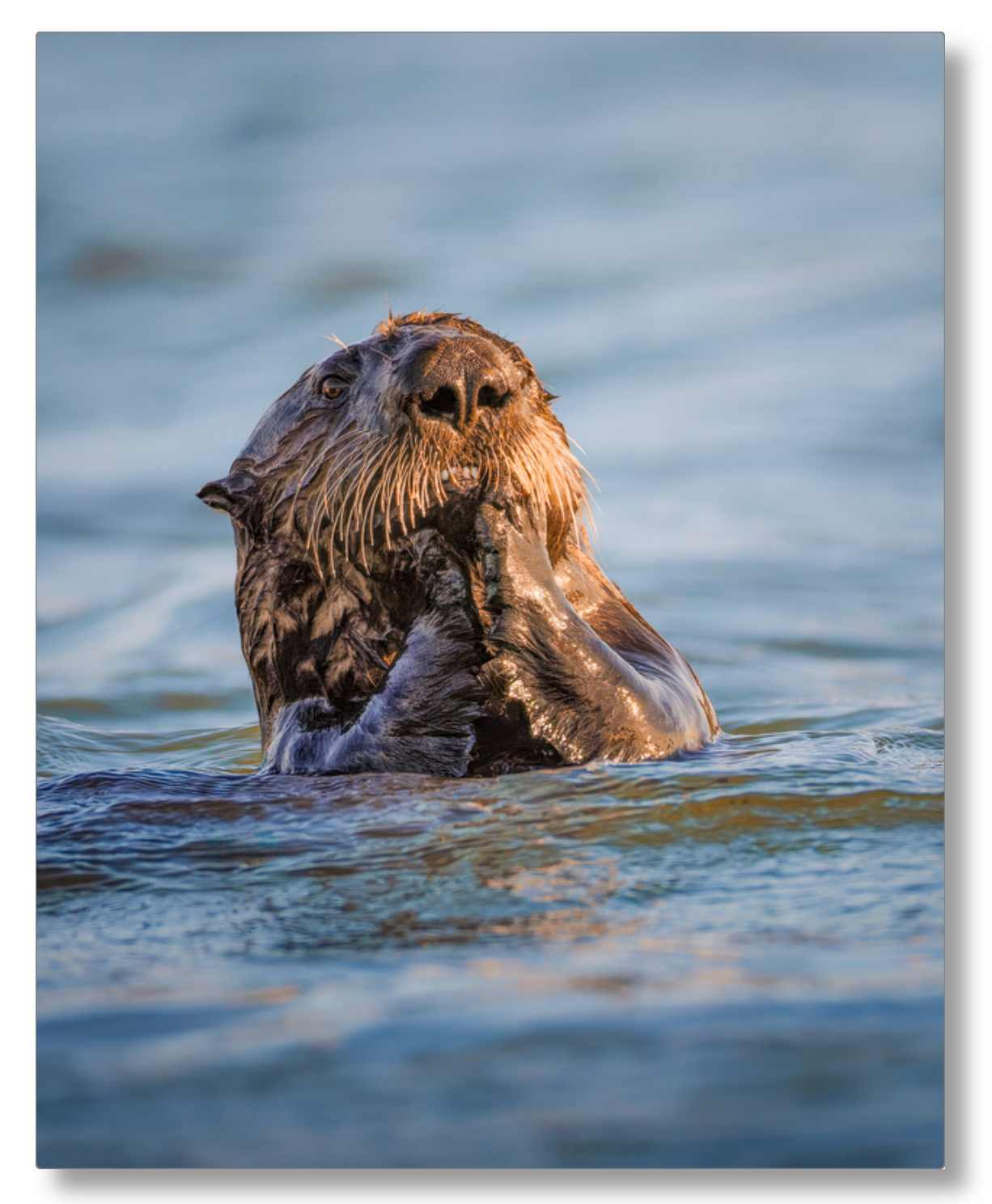 'Elkhorn Slough Sea Otter'