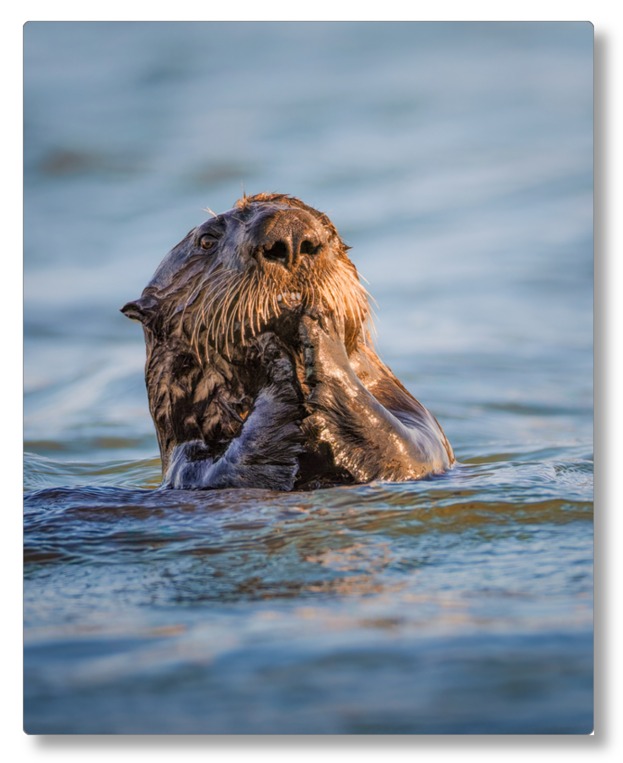 'Elkhorn Slough Sea Otter'