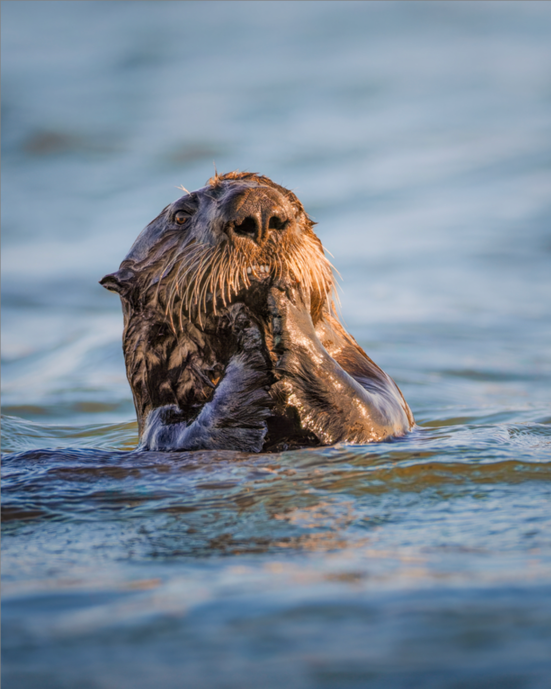 'Elkhorn Slough Sea Otter'