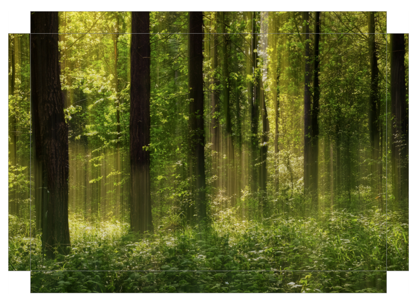 Forest Glow