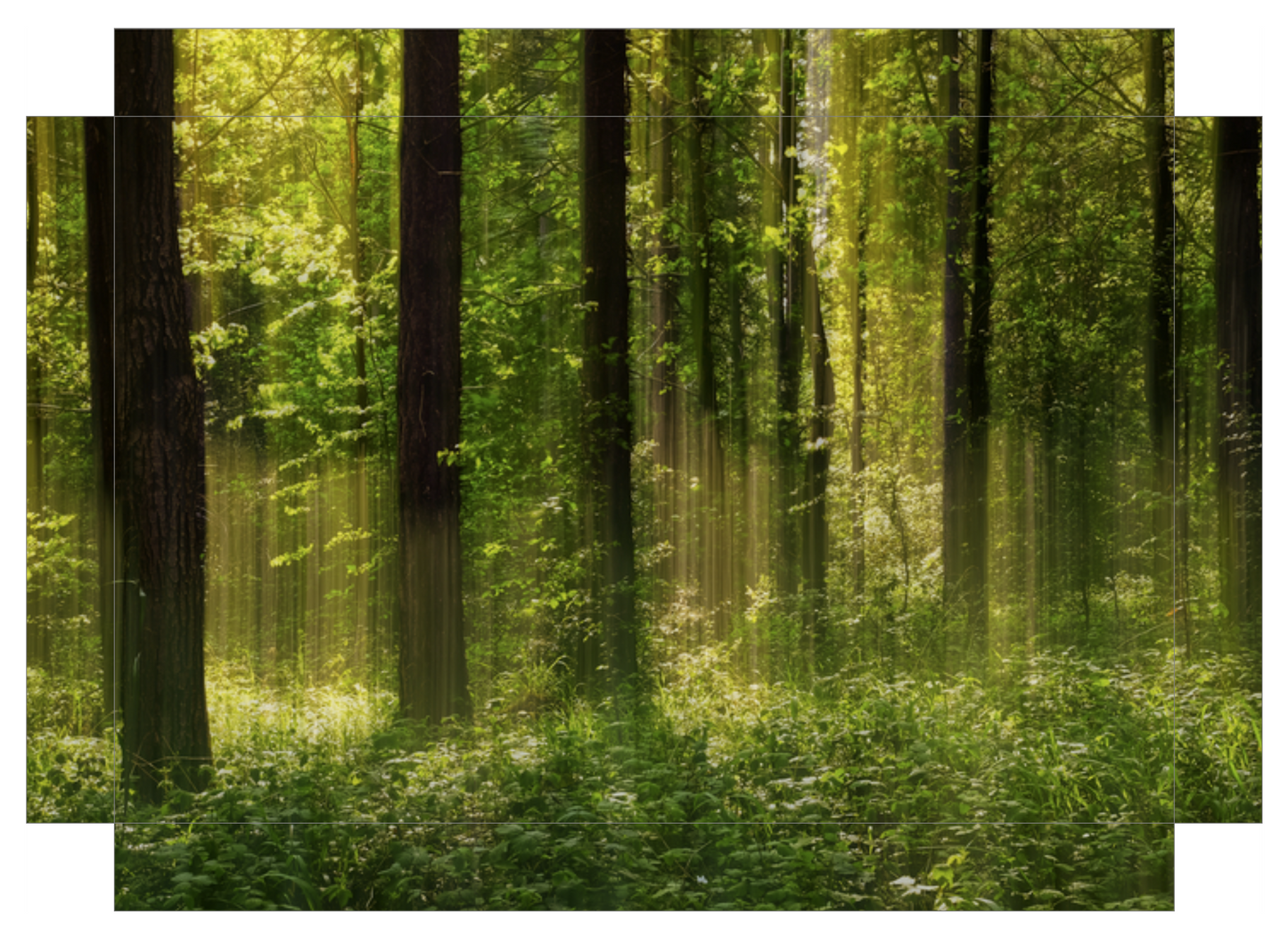 Forest Glow