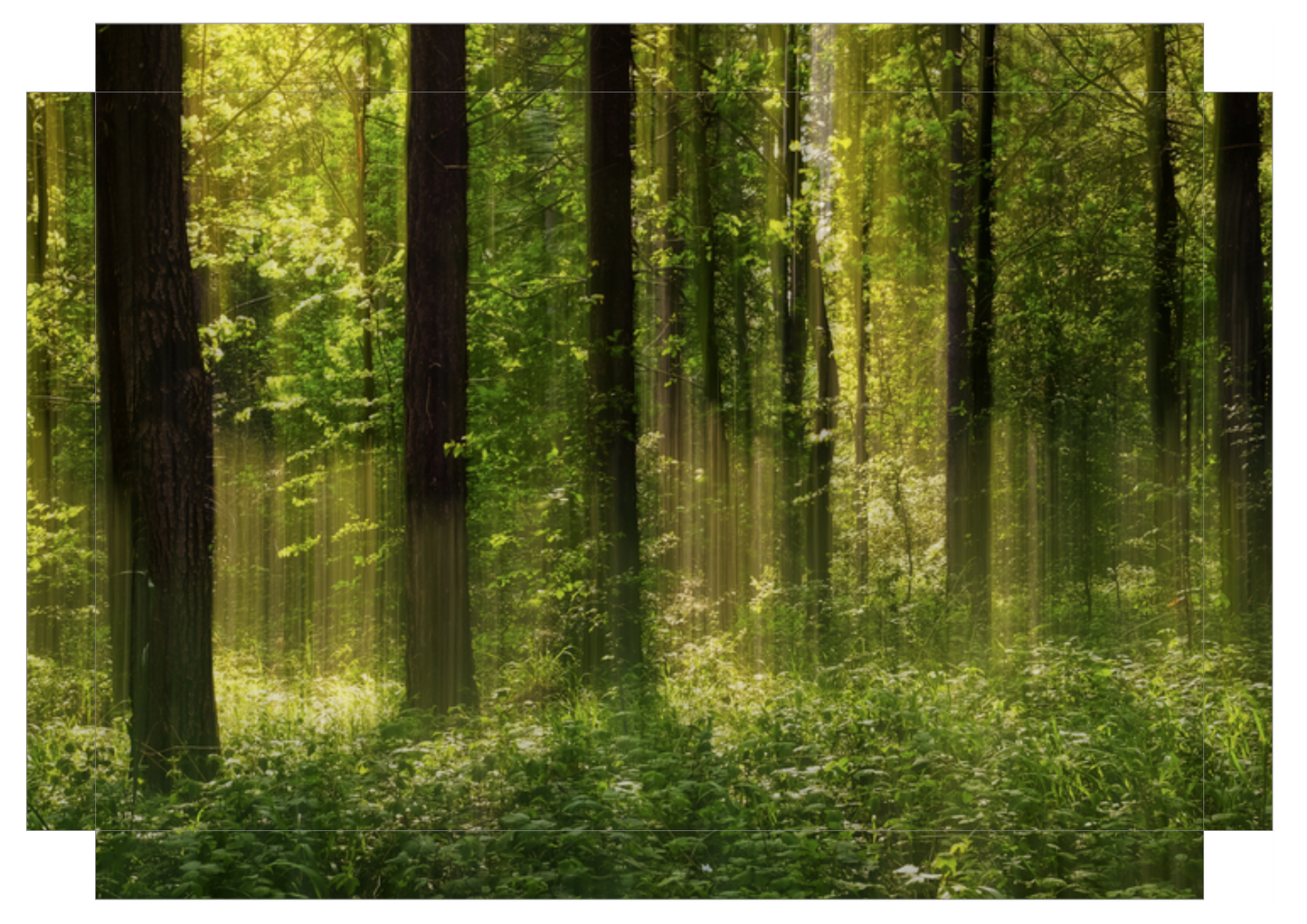 Forest Glow