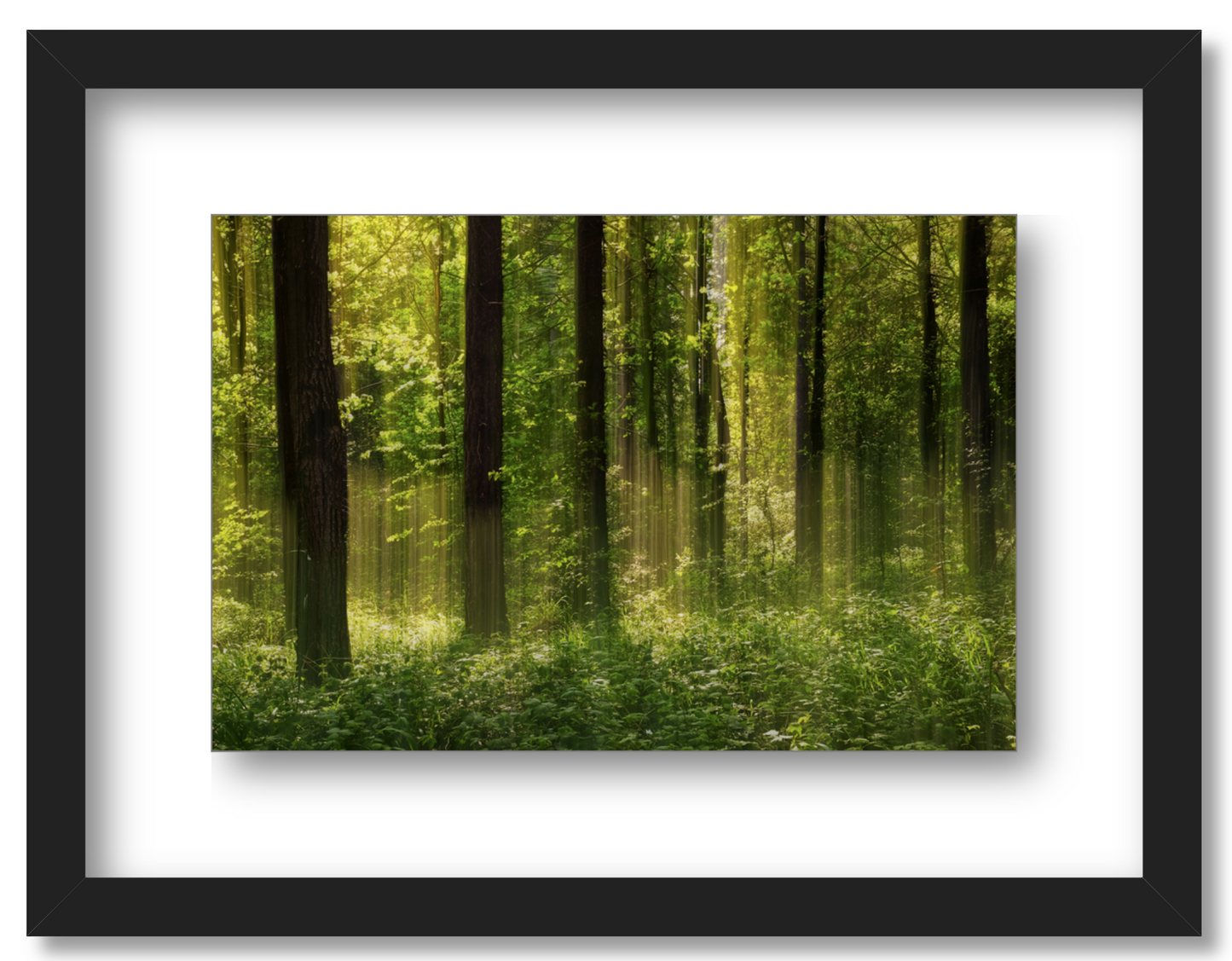 Forest Glow