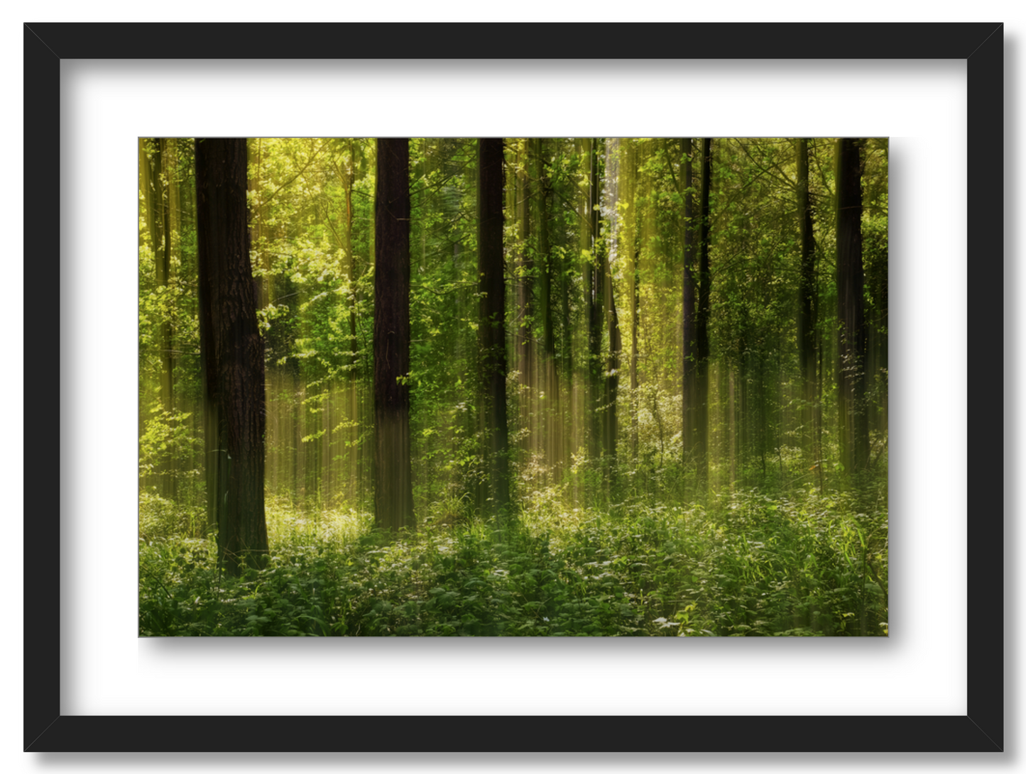 Forest Glow