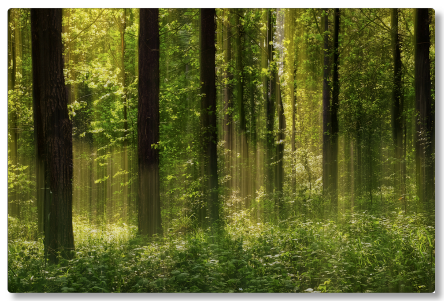 Forest Glow