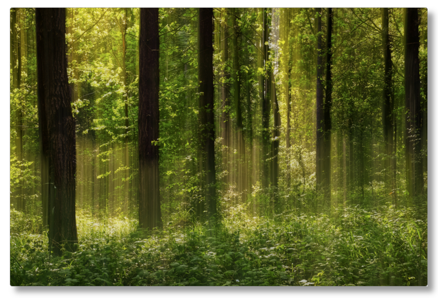 Forest Glow