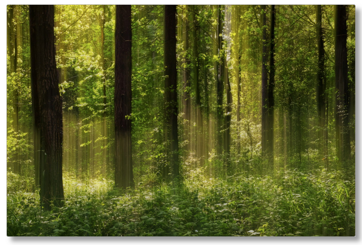 Forest Glow