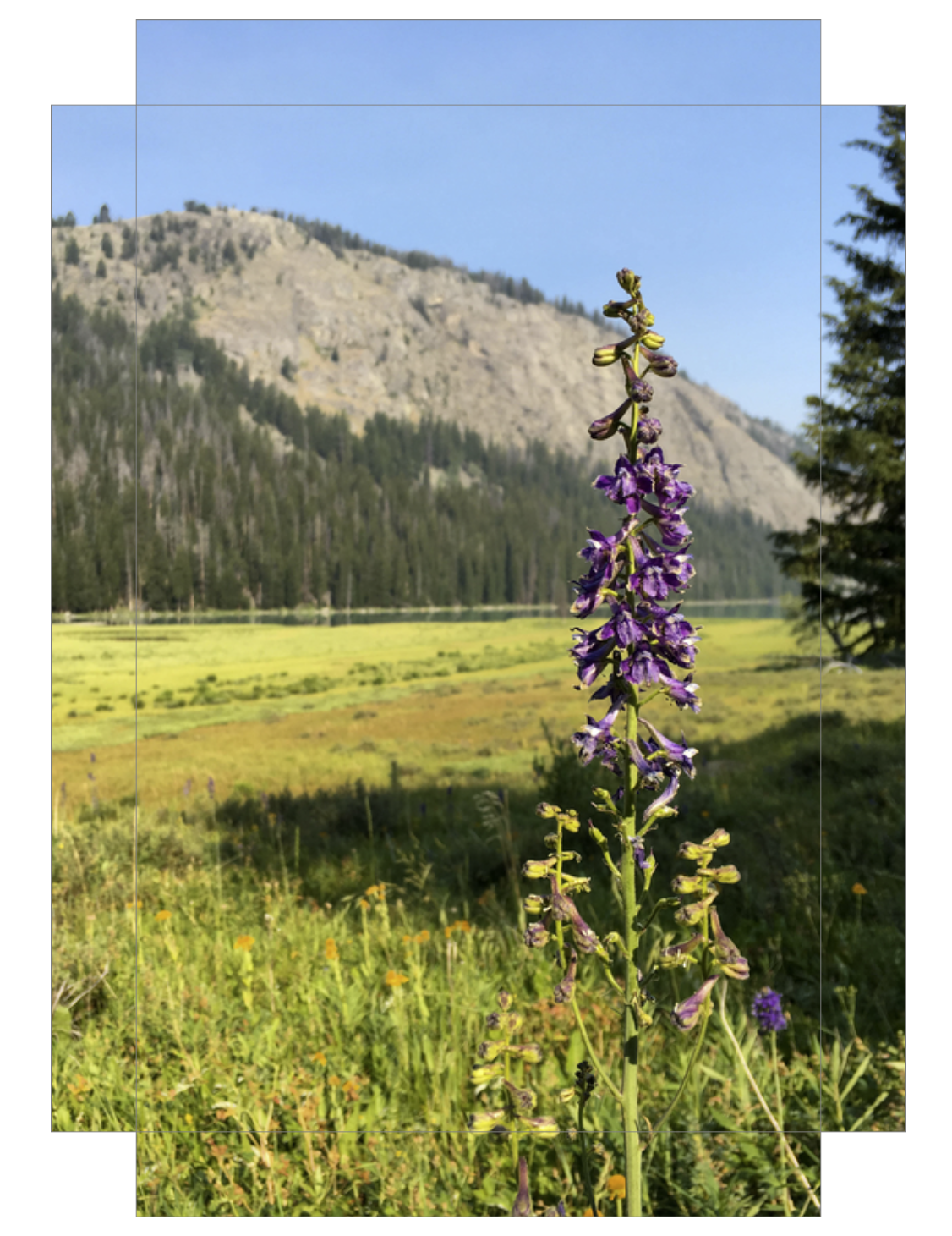 Green River Flowers