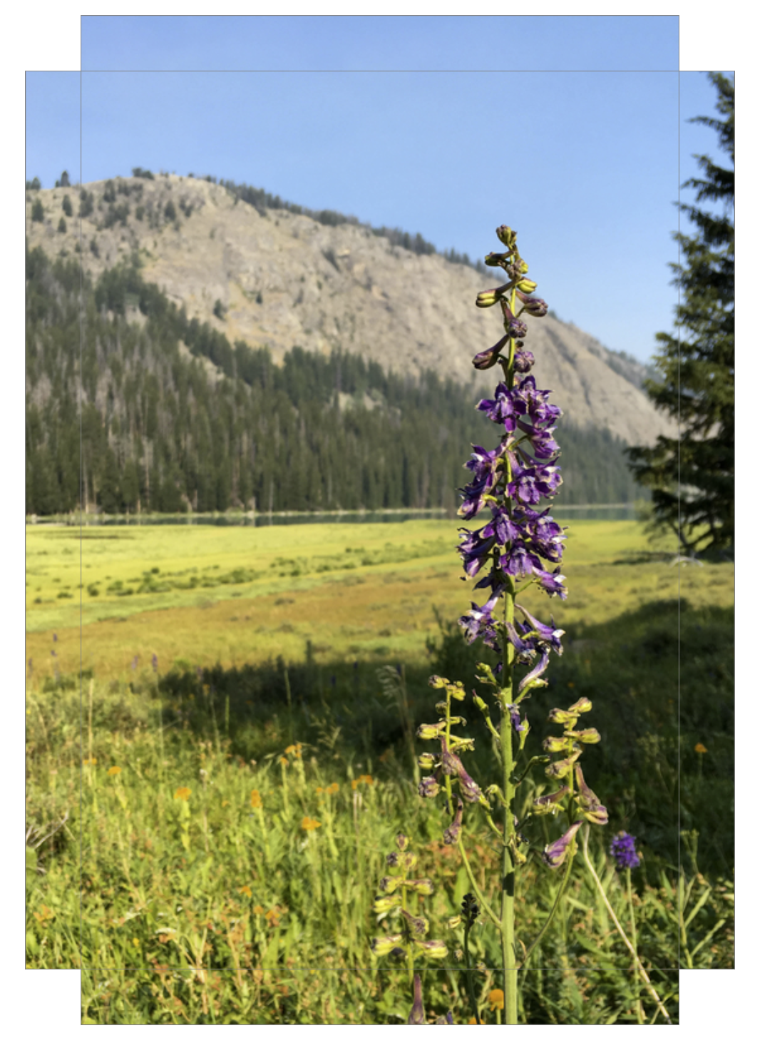 Green River Flowers