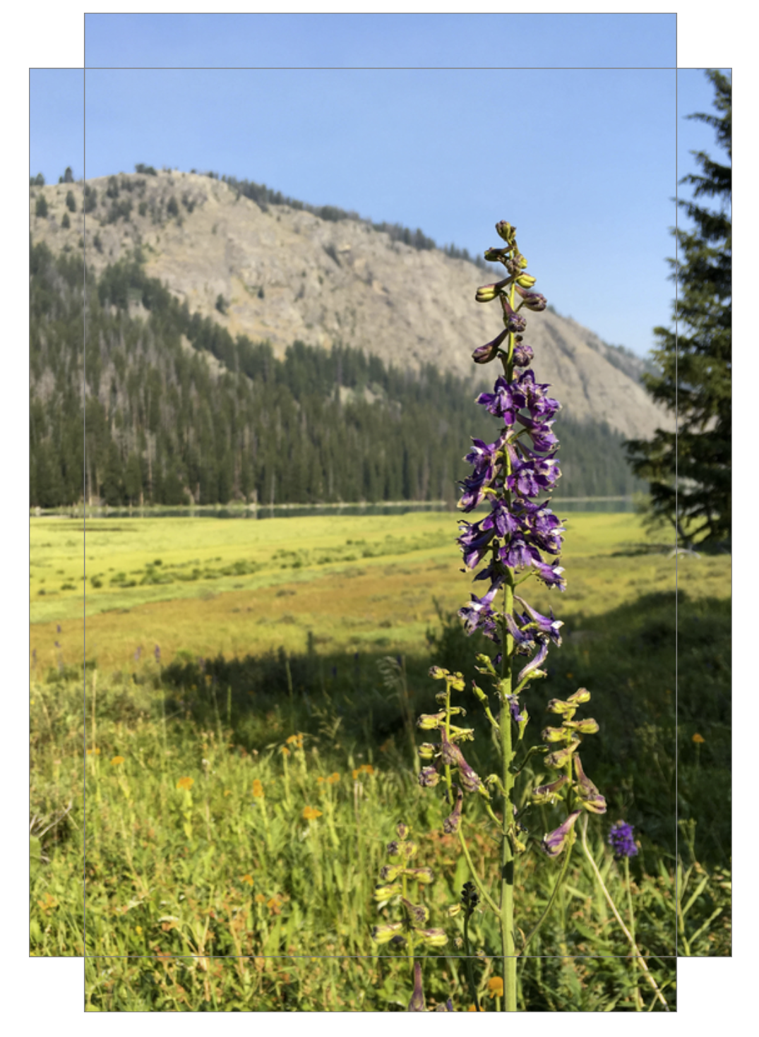 Green River Flowers