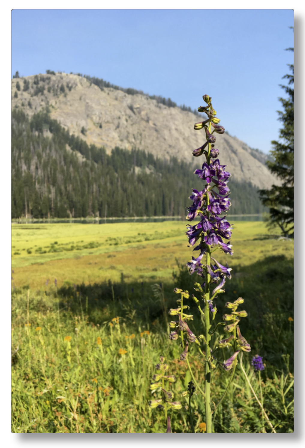 Green River Flowers