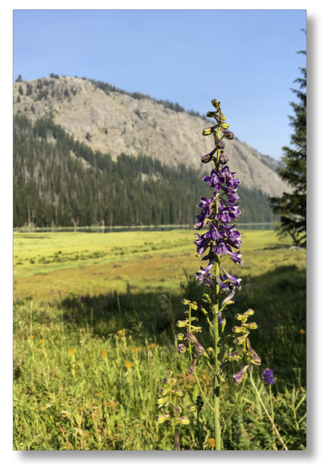 Green River Flowers