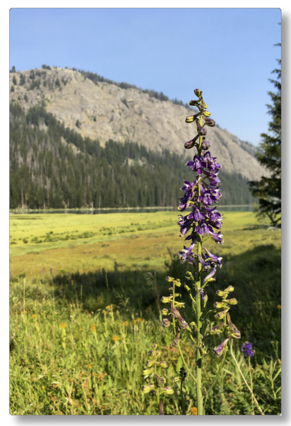 Green River Flowers