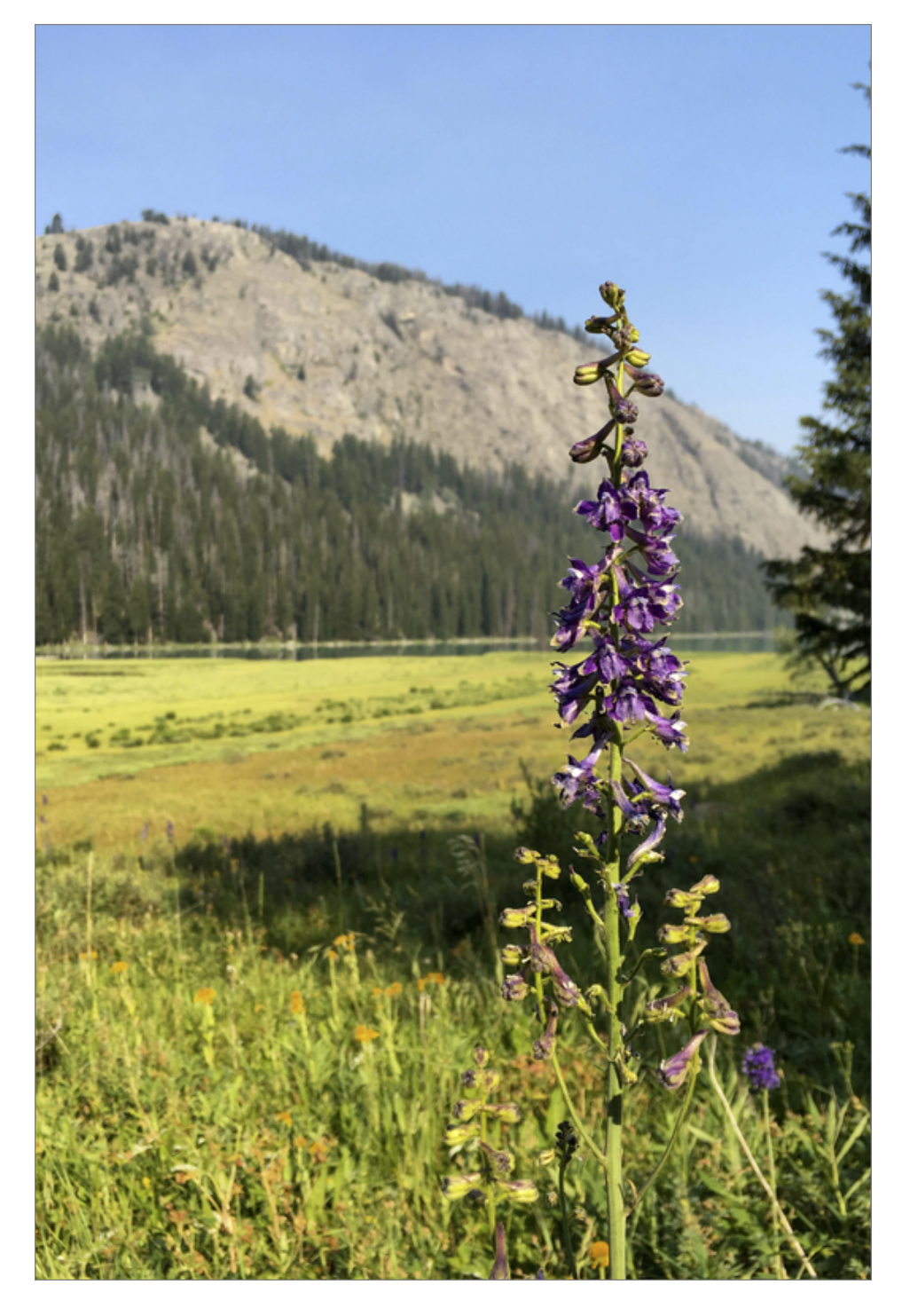 Green River Flowers