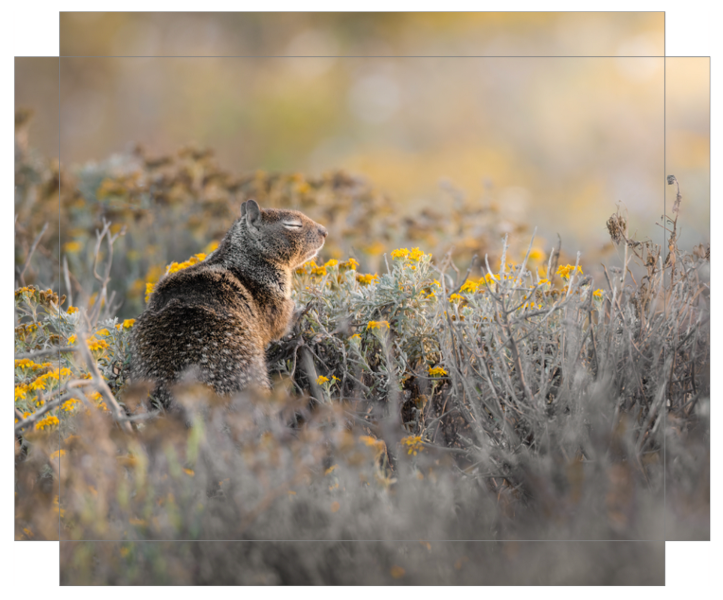 'Ground Squirrel'