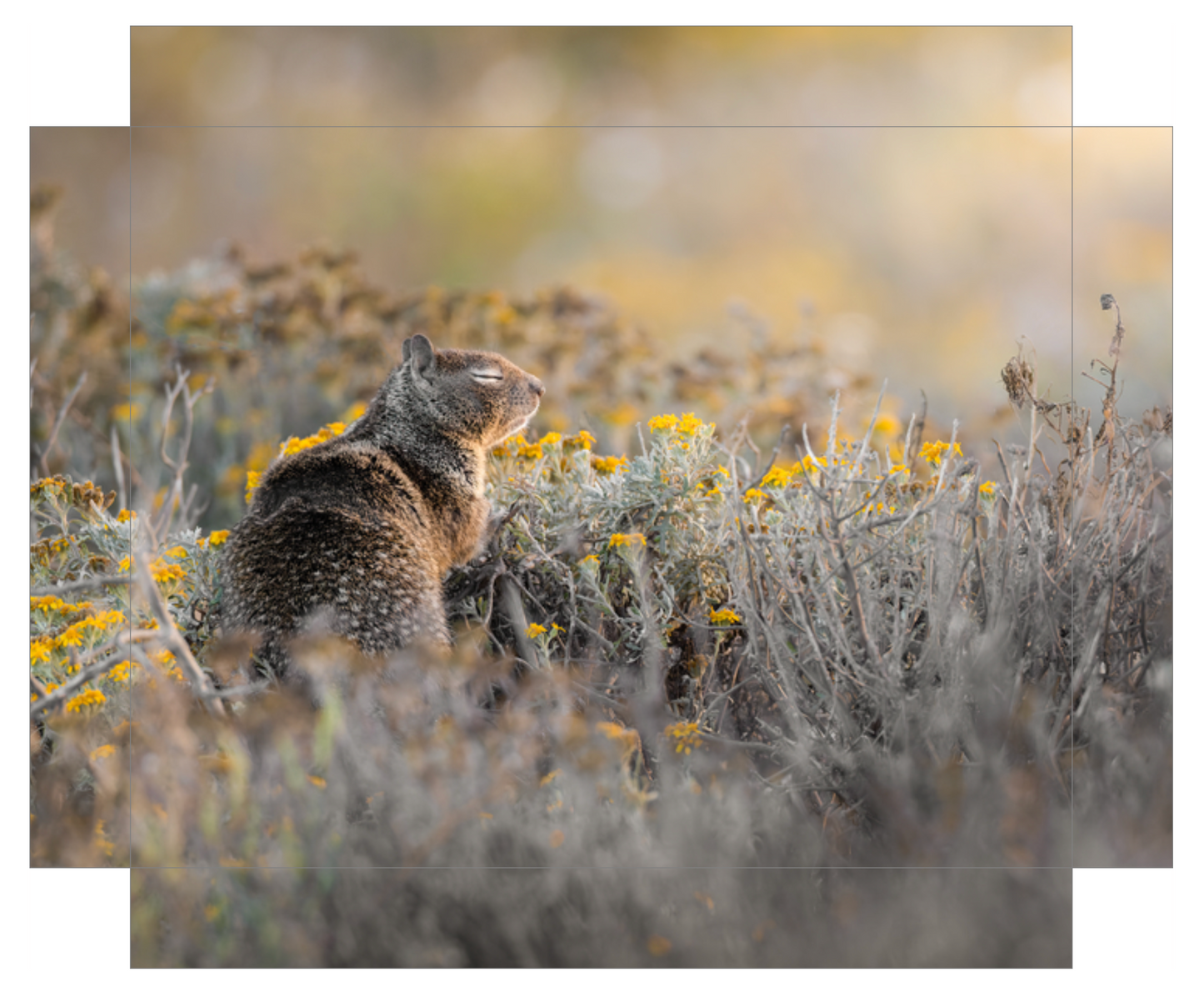 'Ground Squirrel'