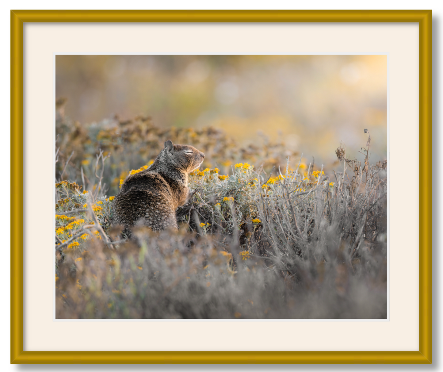'Ground Squirrel'