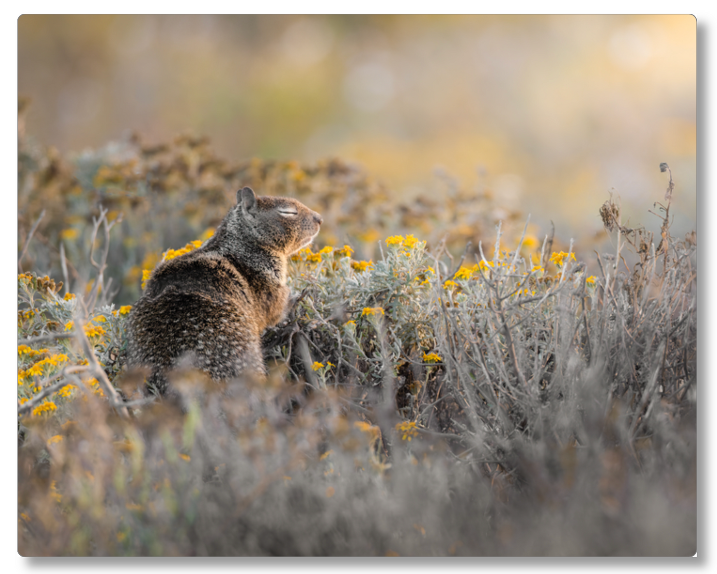 'Ground Squirrel'