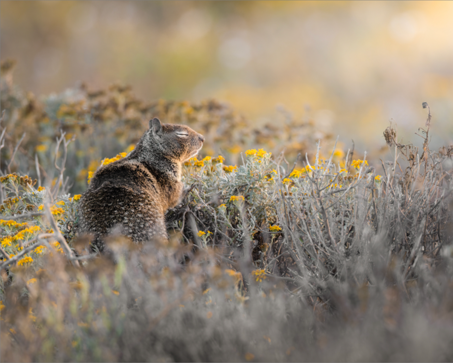 'Ground Squirrel'