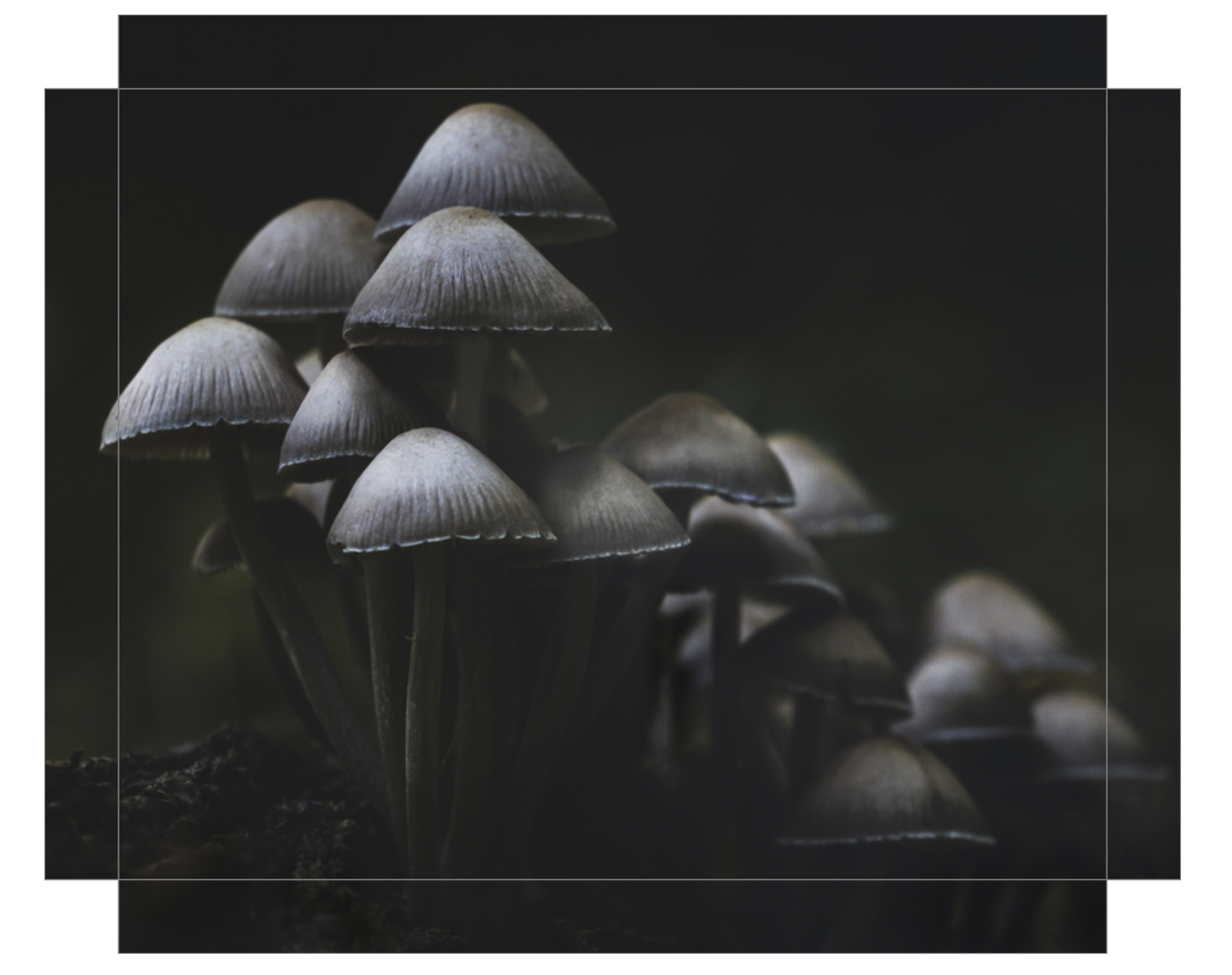 Mushroom Love