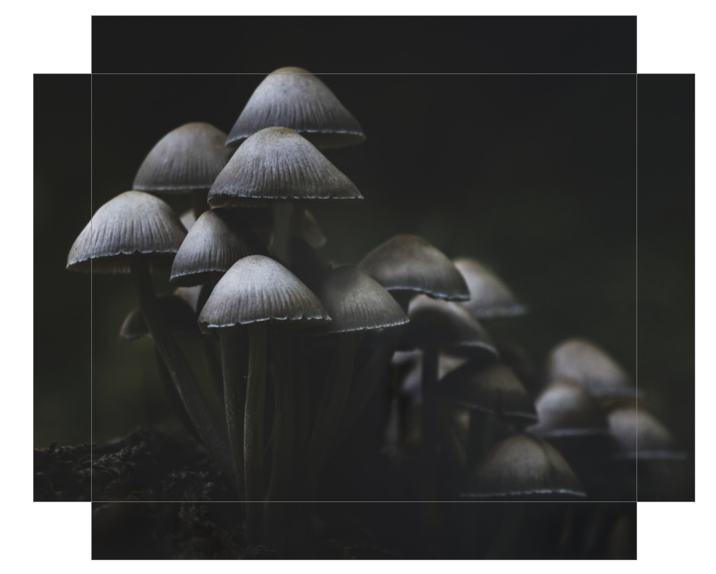 Mushroom Love