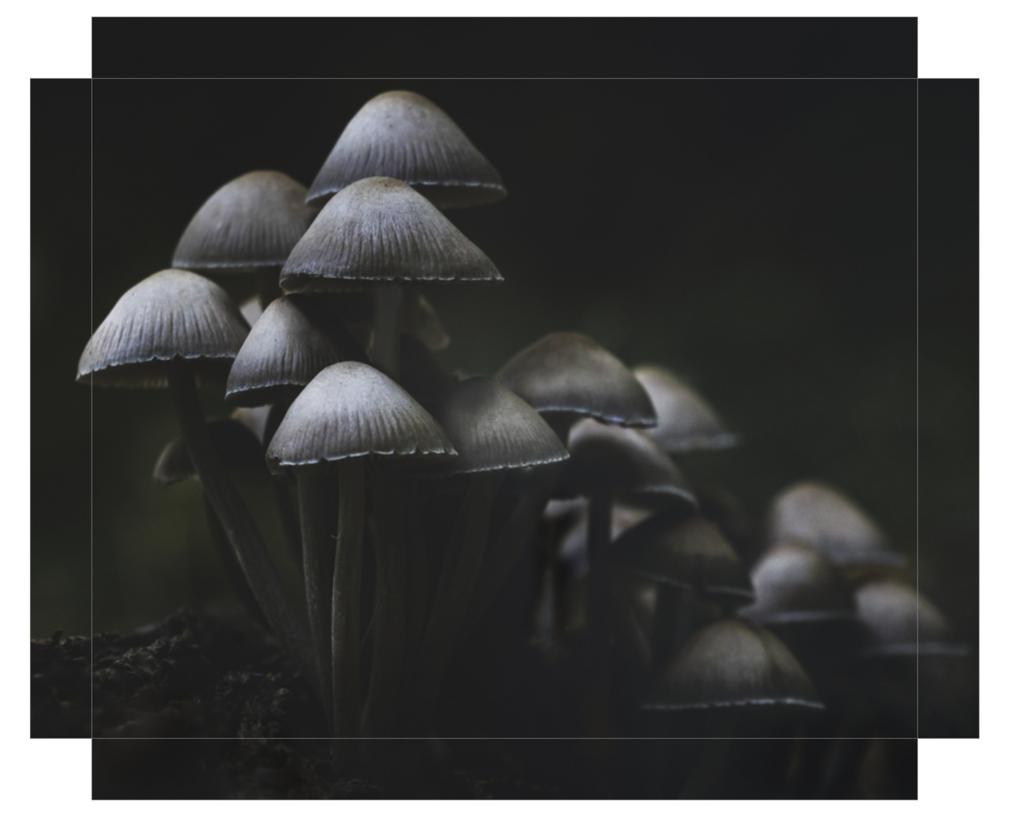 Mushroom Love