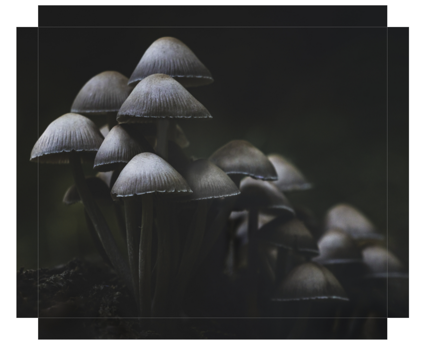 Mushroom Love