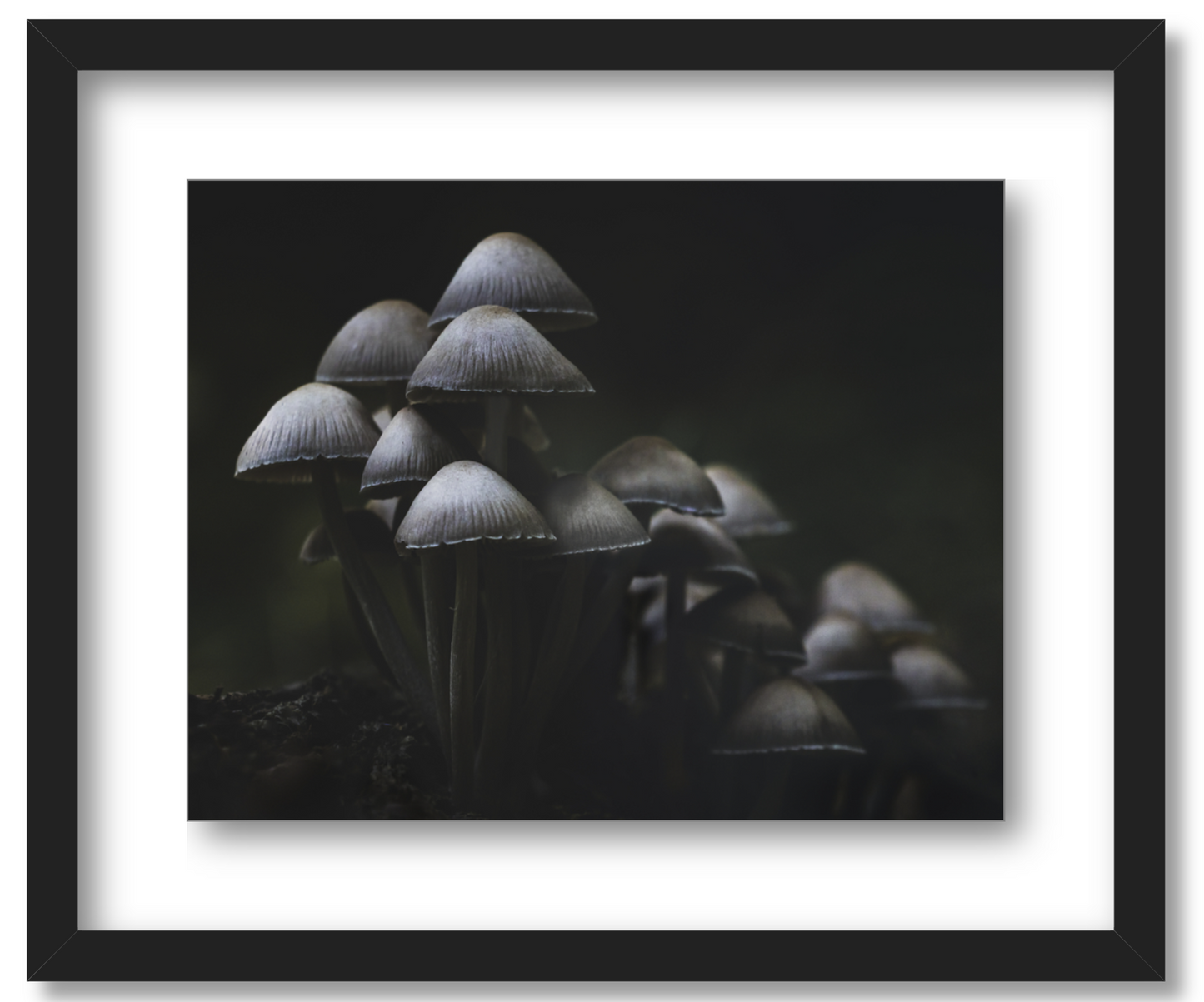 Mushroom Love