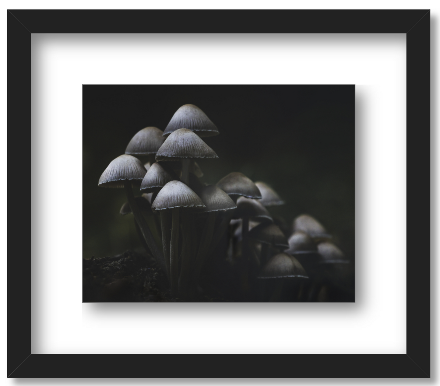 Mushroom Love