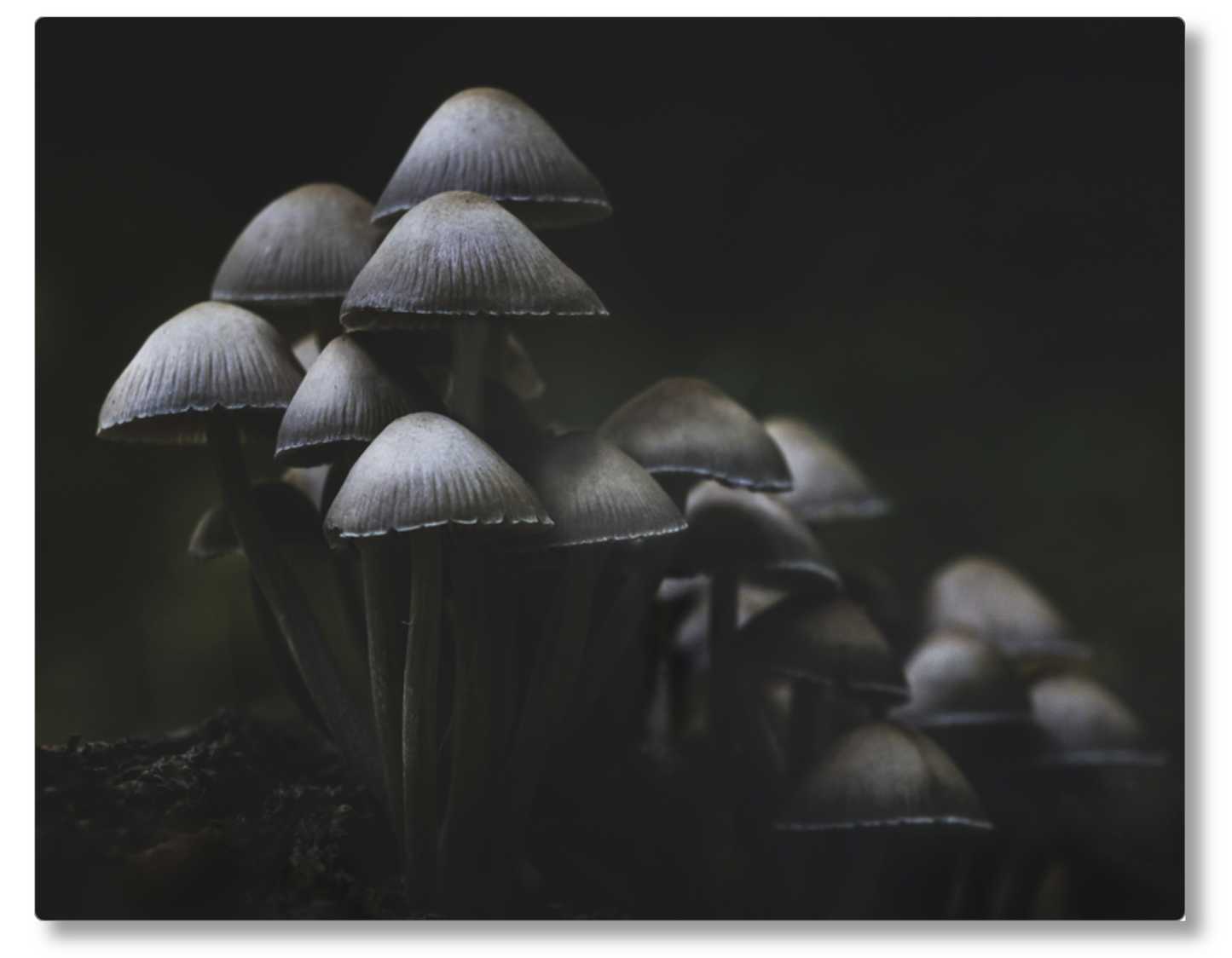 Mushroom Love
