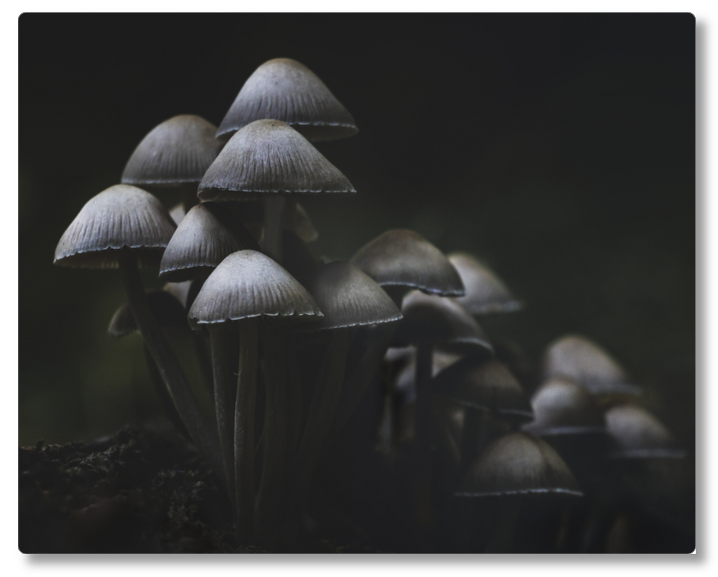 Mushroom Love