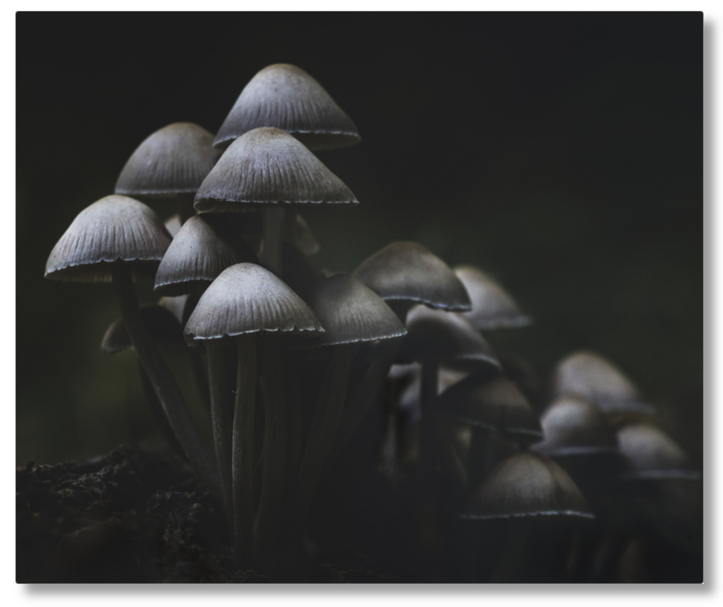 Mushroom Love