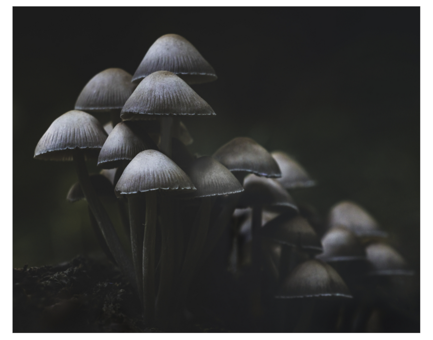 Mushroom Love