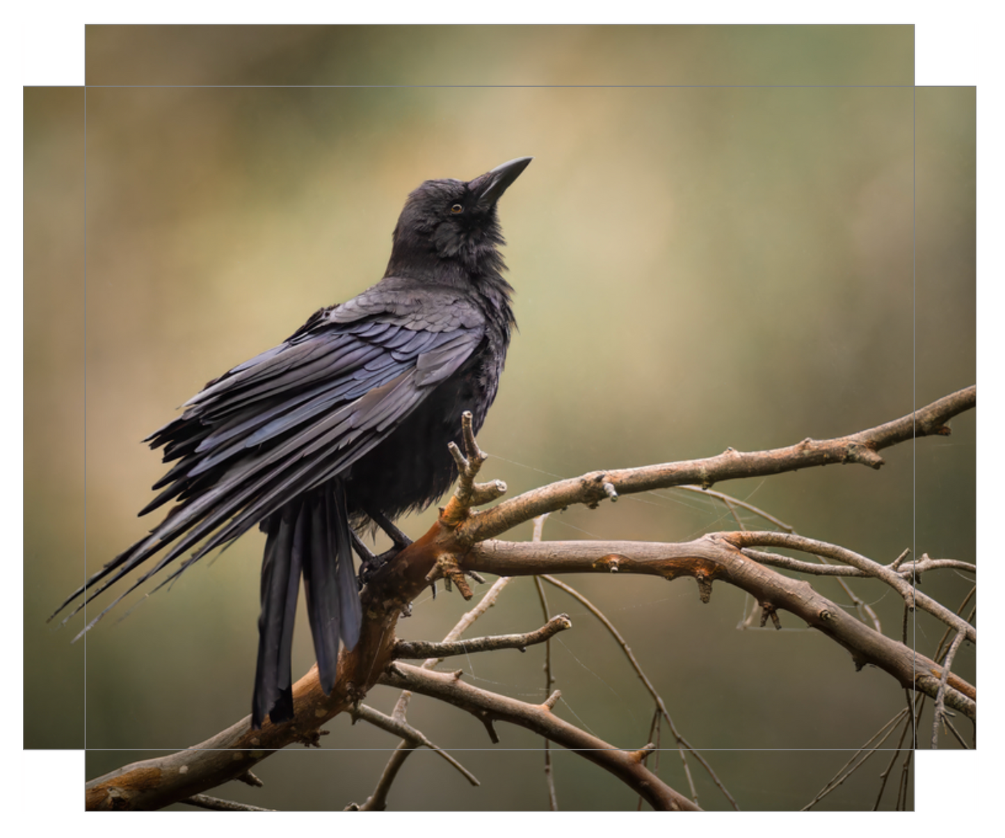 'Perched Crow'