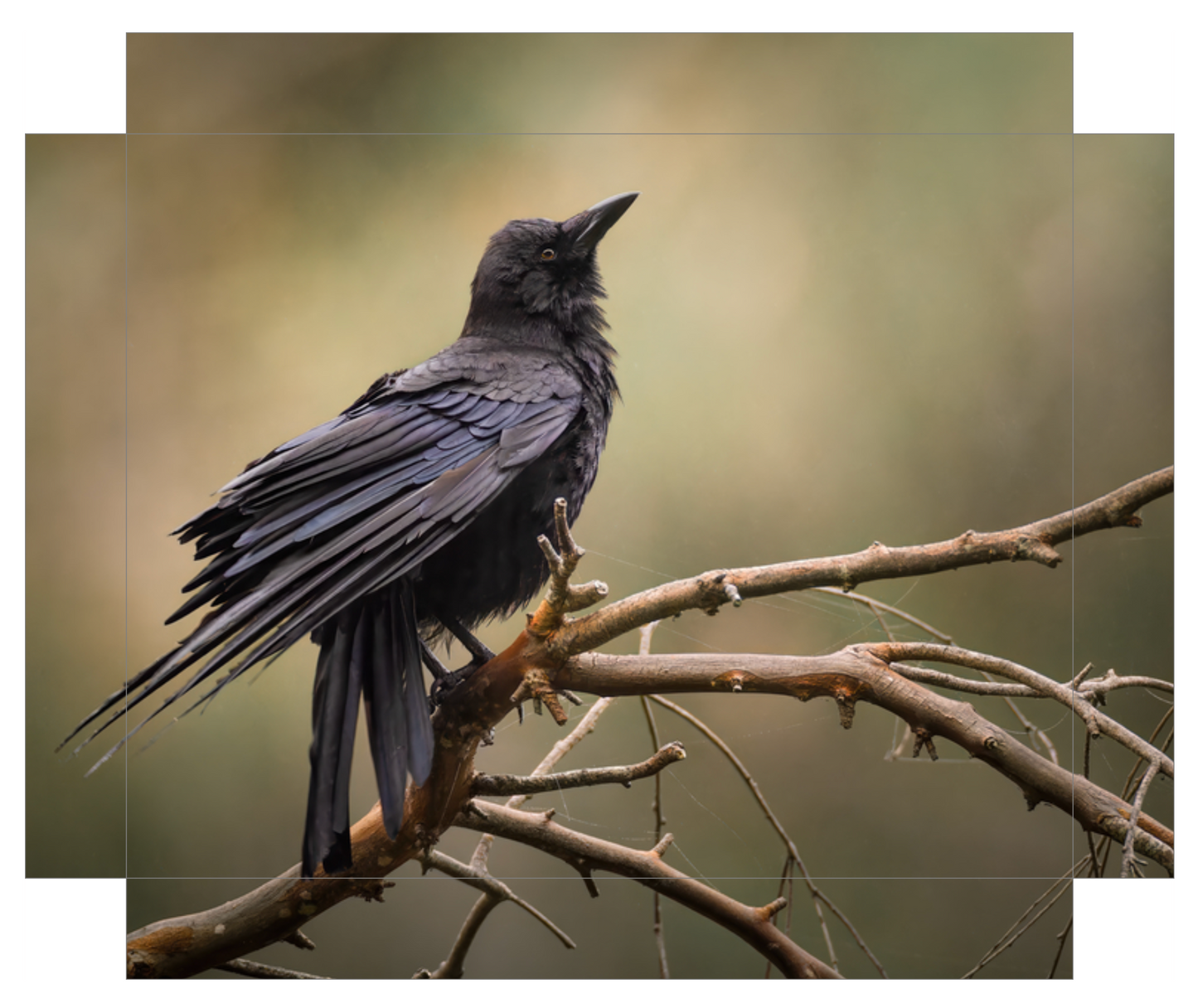 'Perched Crow'